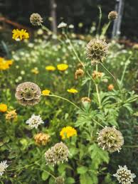 Image result for Nesaea ramosissima