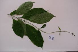 Image result for Meiostemon