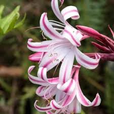 Image result for Crinum paludosum