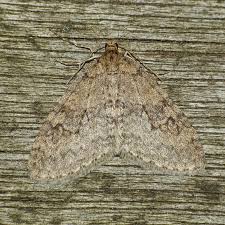 Image result for Trichopteryx