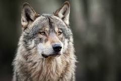 Image result