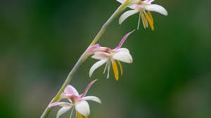 Image result for Hesperantha