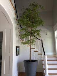 Beautiful Black Olive Tree Indoor Olive Tree Indoor Trees Black Olive Tree