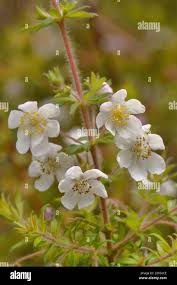 Image result for Cunoniaceae