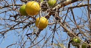 Check spelling or type a new query. Indigenous South African Fruit
