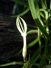 Image result for Ceropegia stenantha