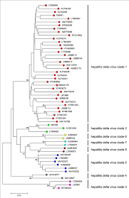 The delta variant may actually be a euphemism for people who are harmed by covid vaccines. Deltavirus Deltavirus Negative Sense Rna Viruses Ictv