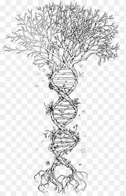 Additionally, your parents will come above you while their siblings will be drawn next to them, following the same pattern as of your siblings, called as your aunts and uncles. Root Tree Drawing Family Tree Leaf Text Png Pngegg