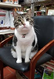 We hope you join us and see our wonderful boroughbreds available for adoption! For The Love Of Cats Nyc Pet Employee Trail Blazes Cat Adoption Program Bklyner