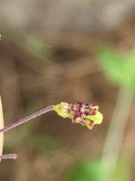 Image result for Commicarpus pilosus