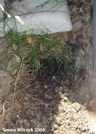 1) a giant amount of dirt has been removed from under this concrete pool deck. Armadillo Problems