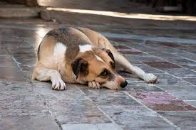 Everyone hopes that their dog will pass on in old age, peacefully and without suffering. Prostate Cancer In Dogs Sitstay