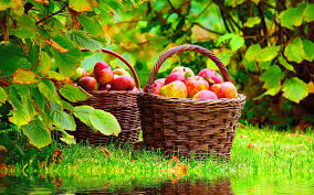 Nature Nature Dp For Whatsapp Dp all over word most popular in the world every social media user stands for display picture also known as a.