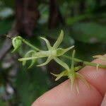 Image result for Angraecum calceolus