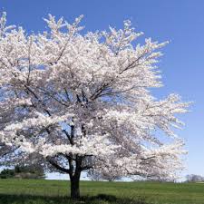 Using native flowers in your landscape has positive effects on the environment and your wallet. 5 Beautiful Flowering Trees That Thrive In Michigan Ppm Tree
