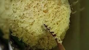 Resepi bonda nasi berlauk kelantan area pulau pinang. Resepi Nasi Planta Mudah