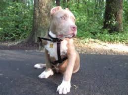 Search results for blue nose pitbull pups pets and animals for sale in pittsburgh, pennsylvania. American Pit Bull Terrier Puppies For Sale