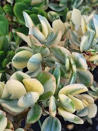 Image result for Crassula vaginata