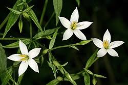 Image result for Chironia