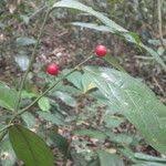 Image result for Olax gambecola