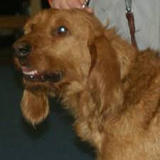 #beautiful #gryfaun #aial #cad #ralasea #th. Griffon Fauve De Bretagne Griffon Fauve De Bretagne