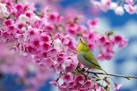 Nature Birds And Flowers Wallpaper Birds On Flower Branches Cherry Branch Flowers Beauty Japanese Blossom Bird Flower Wallpape Spring Wallpaper Spring Desktop Wallpaper Spring Wallpaper Hd