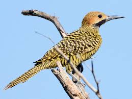 Flick·ered , flick·er·ing , flick·ers v. Fernandina S Flicker Ebird