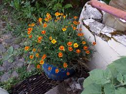 Oeillet D Inde Legion D Honneur Tagete Patula Nana French Marigold Oeillet D Inde Oeillet Legion D Honneur