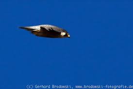 Dieses tier wird schneller als ein rennwagen. Wanderfalke Im Sturzflug Geschwindigkeit Vom Schnellsten Vogel
