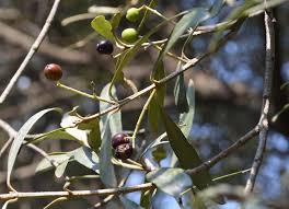 Image result for Olea capensis