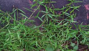Image result for Oldenlandia herbacea