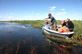 Image result for Potamogeton schweinfurthii