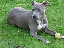 Short, smooth coat in red, fawn, white, black, blue or brindle (any shade). American Staffordshire Terrier Wikipedia