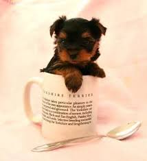 You should never buy a puppy based solely on price. Yorkshire Terrier Puppies For Sale Brownsville Tx 99071