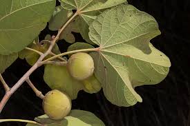 Image result for Thespesia garckeana