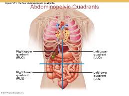 The epigastric the abdominopelvic region is often subdivided into four quadrants or nine regions for clinical reference. List The Nine Regions Of The Abdominopelvic Cavity