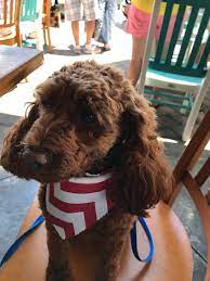 Average home prices were $91,513 in early 2020. Doggy Daycare Boarding Bark Pet Resort Myrtle Beach