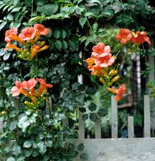 Tipps für den anbau von majoran herbs. Trumpet Vine Puts On A Show With Loads Of Bright Trumpetlike Blossoms Trumpet Vine Flowering Vines Best Perennials