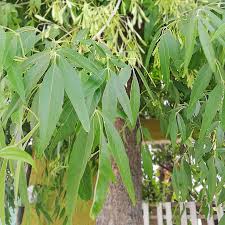 Image result for Fraxinus velutina