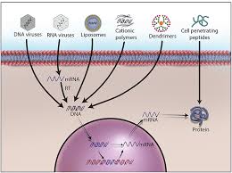 Application of animal cell culture in gene therapy. Frontiers Gene Therapy Leaves A Vicious Cycle Oncology