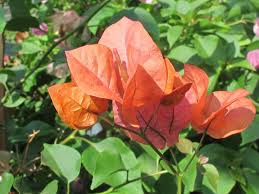 The vine species grow anywhere from 1 to 12 m (3 to 40 ft.) tall, scrambling over other plants with their spiky thorns. Bougainvillea Orange King Boething Treeland Farms
