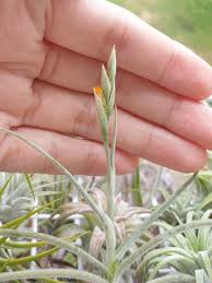 This cultivar also grows larger and has thicker leaves than the yellow flowering form. Tillandsia Crocata Copper Penny Explore Tumblr Posts And Blogs Tumgir