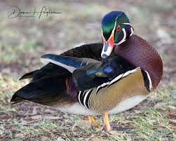 Wood Duck By Dawn Hagler On Capture My Arizona At Reid Park Pet Birds Interesting Animals Animals