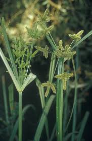Image result for Cyperus dives