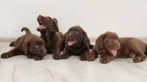 A study published in the proceedings of the national academy of sciences suggests that ownings dogs like chocolate australian labradoodles helps children develop microbes that protect them from allergens. Mini Labradoodle Puppies For Sale Greenfield Puppies