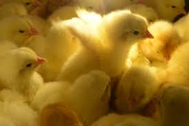 We may never know for. Baby Chickens Sold Out Nationwide Ahead Of Easter As Americans Panic Buy Feathery Friends For Comfort