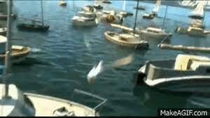 Share the best gifs now >>> Best Nemo Boat Gifs Gfycat