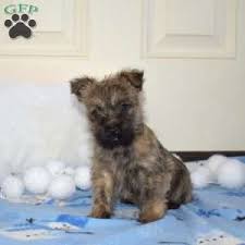 Alvin & Linda Jane Beiler