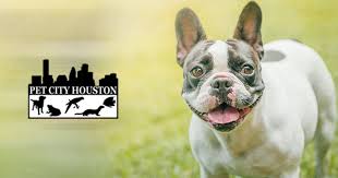 Hide this posting restore restore this posting. Pet City Houston Puppies For Sale Houston S 1 Pet Store