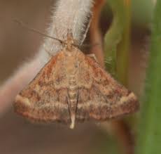 Image result for Pyrausta despicata